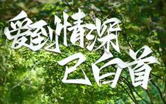 《爱到情深已白首》